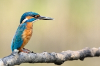 9470 Alcedo atthis (Martin pescatore)
